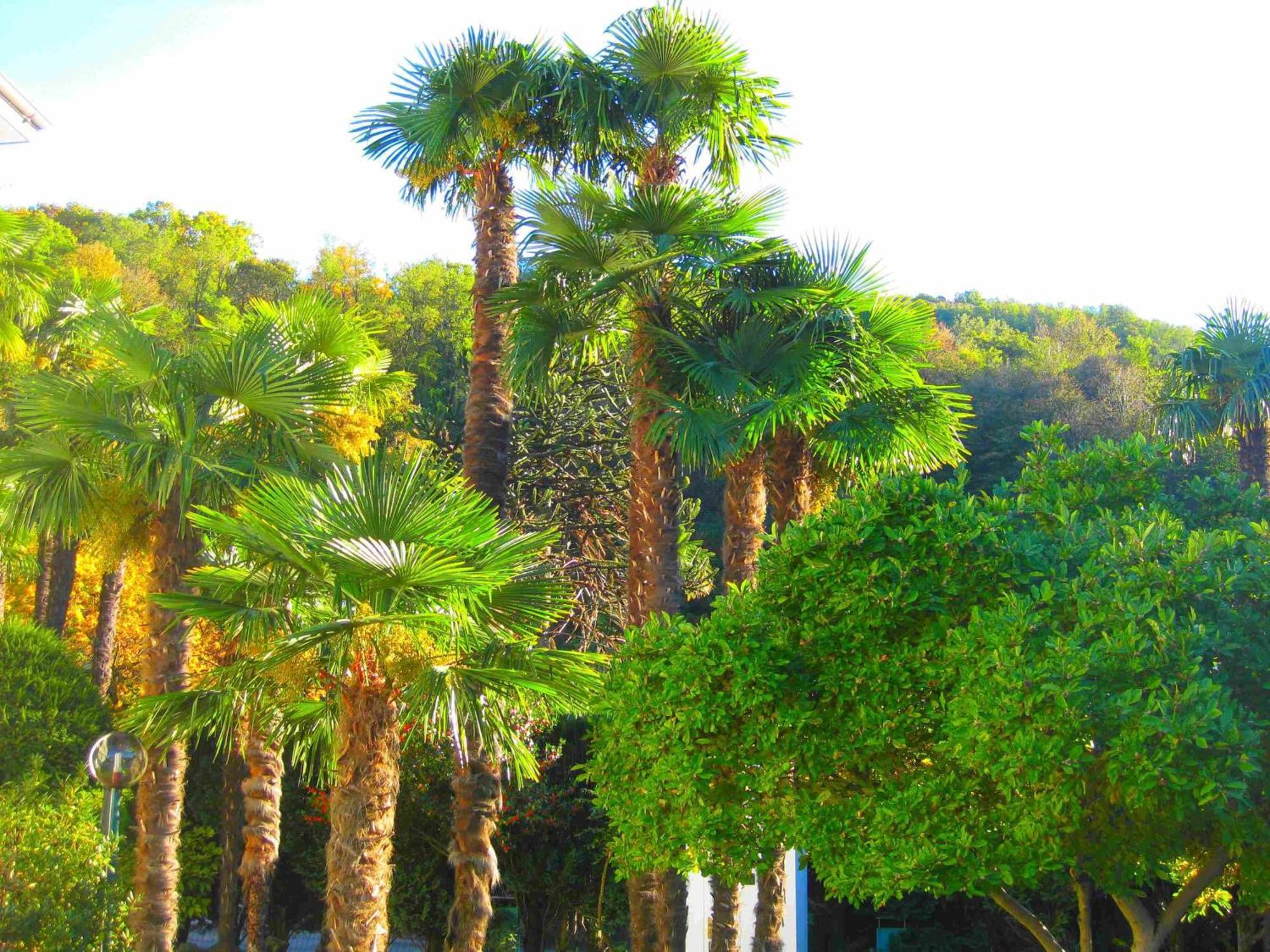 Villa Garni Gardenia Caslano Ngoại thất bức ảnh